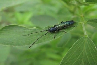  veranderlijke boktor